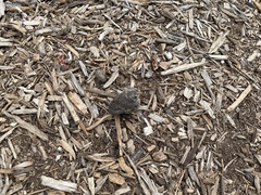 Passeriformes