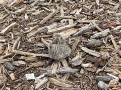 Passeriformes