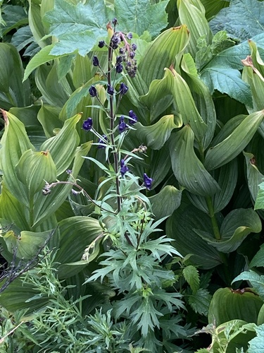 Columbian Monkshood