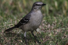Mimus polyglottos