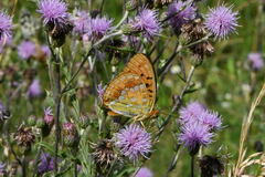 Argynnis adippe
