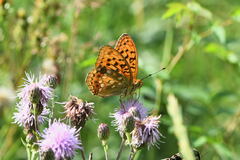 Argynnis adippe