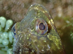 Hairy Blenny photo 4