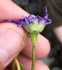 Phyteuma globulariifolium