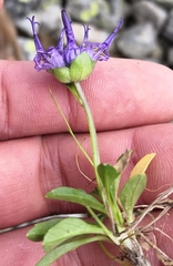 Phyteuma globulariifolium