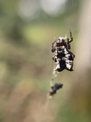 Micrathena saccata
