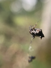 Micrathena saccata
