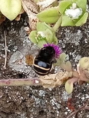 Amegilla quadrifasciata maderae