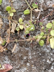 Amegilla quadrifasciata maderae