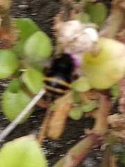 Amegilla quadrifasciata maderae