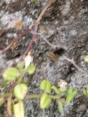 Amegilla quadrifasciata maderae