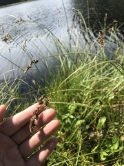 Carex cusickii