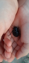 Pimelia grossa