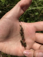 Carex cusickii