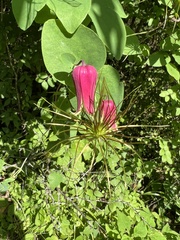 Clematis glaucophylla
