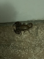 Euscorpius salentinus