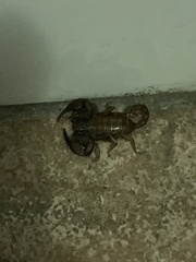 Euscorpius salentinus