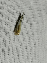 Crambus uliginosellus