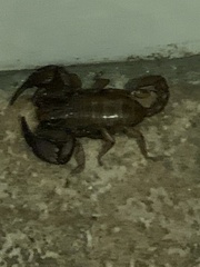 Euscorpius salentinus