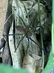 Lycosoidea