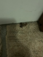 Euscorpius salentinus