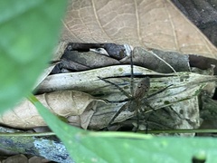Lycosoidea