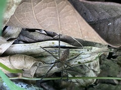 Lycosoidea