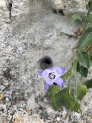 Campanula versicolor tenorei