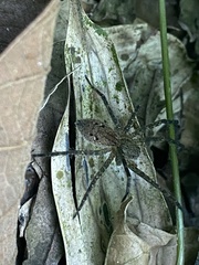 Lycosoidea