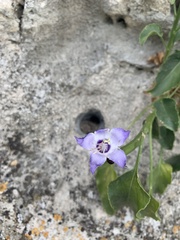 Campanula versicolor tenorei