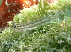 Coryphopterus glaucofraenum