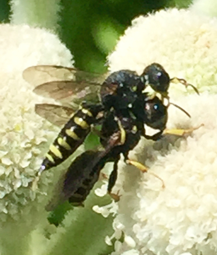 iNaturalist observation photo of Lestica
