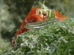 Coryphopterus glaucofraenum