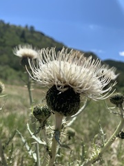 Cirsium canescens