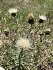 Cirsium canescens