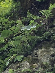 Primula fassettii