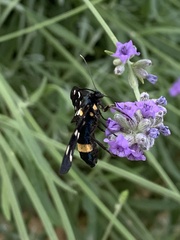 Amata ragazzii