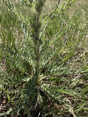Cirsium canescens