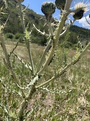 Cirsium canescens