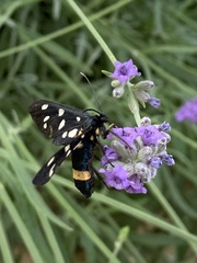 Amata ragazzii