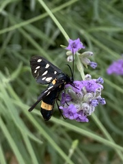 Amata ragazzii