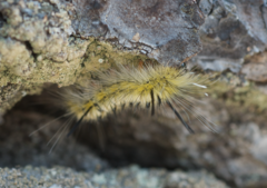 Lophocampa mixta