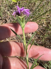Liatris squarrosa
