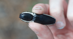 Chalcolepidius apacheanus