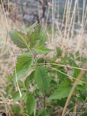 Brickellia cavanillesii