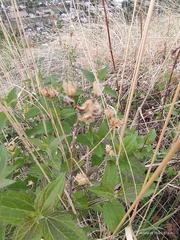 Brickellia cavanillesii