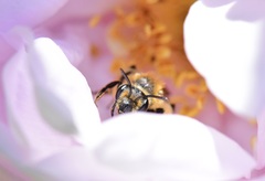 Andrena thaspii