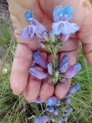 Penstemon cyaneus