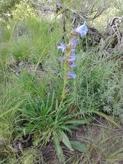 Penstemon cyaneus