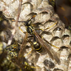 Mischocyttarus angulatus
